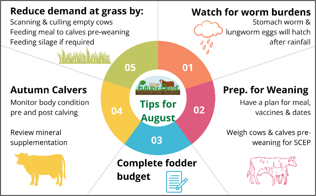 Top tips for August - watch for worm burdens, prepare for weaning, complete fodder budget, watch BCS in autumn calvers, reduce demand at grass by supplementing