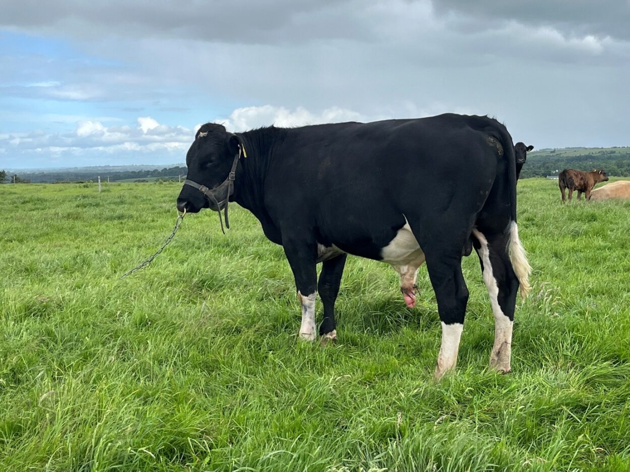 Vasectomised FriesianX bull with nose ring, chain and chin ball harness