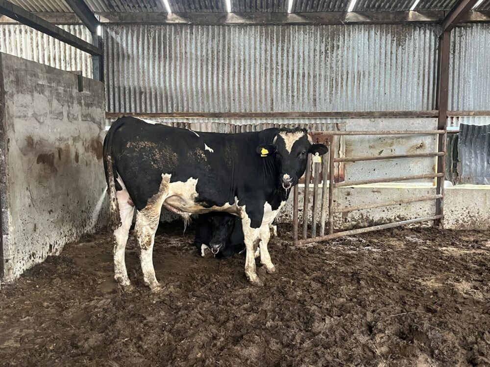 2 vasectomised bulls in  a shed for finishing