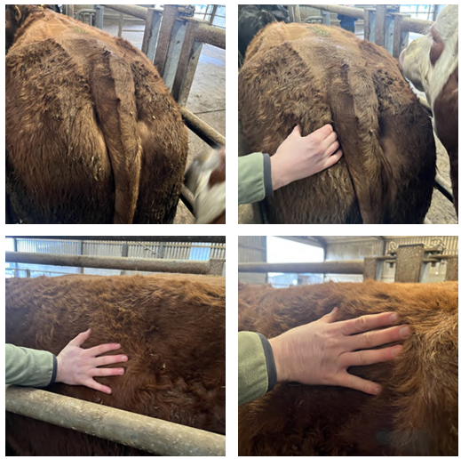 Where to handle cow for condition scoring and fat cover in areas to count as score 3