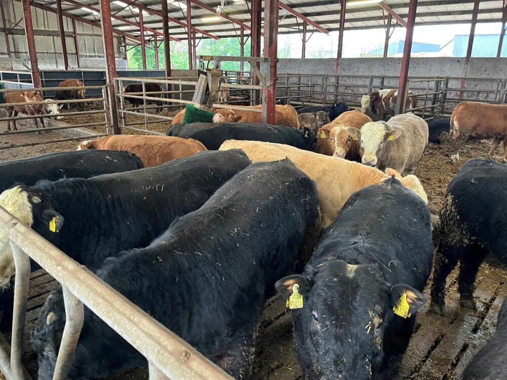 Growing bulls in slatted shed