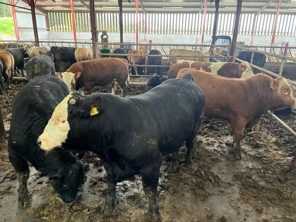 Finishing bulls in slatted shed