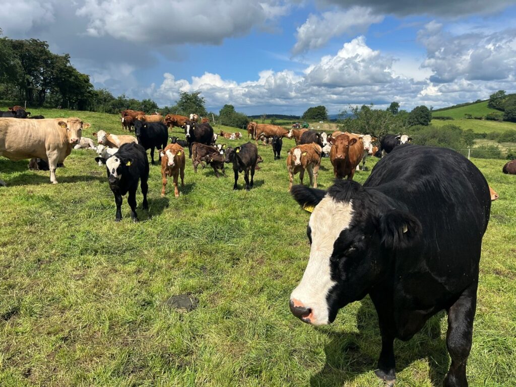 Cows and calves in a field