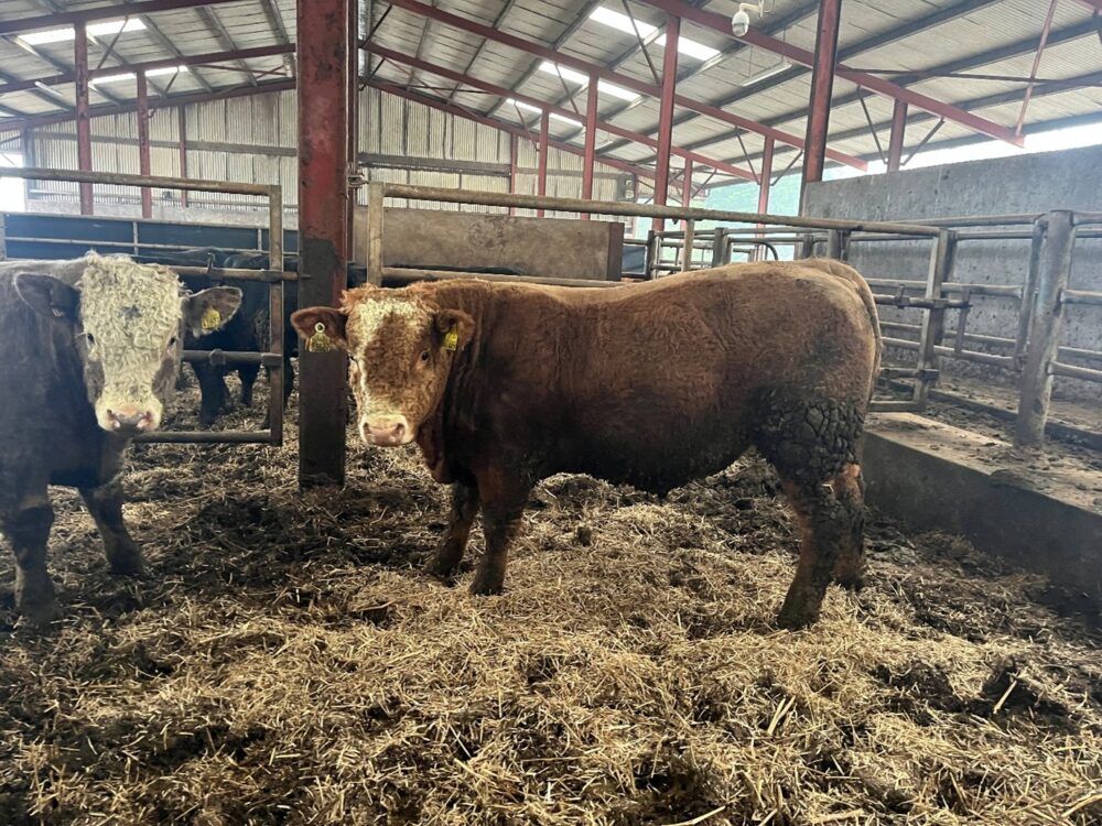 Weanling bull in bedded shed