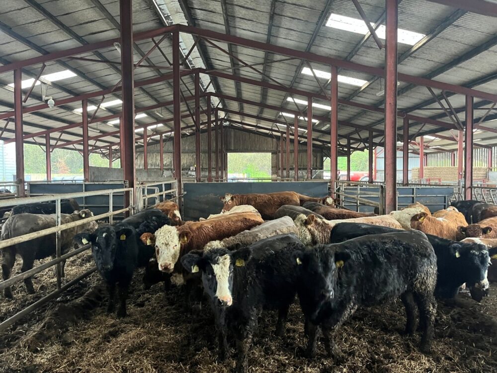 Weanling heifers in a shed