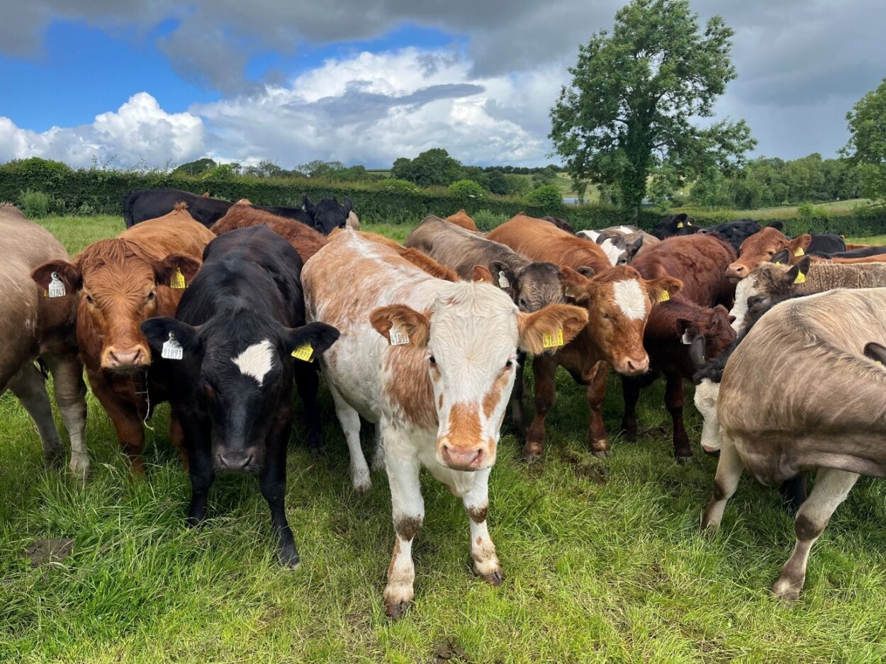 Breeding heifers in grass field