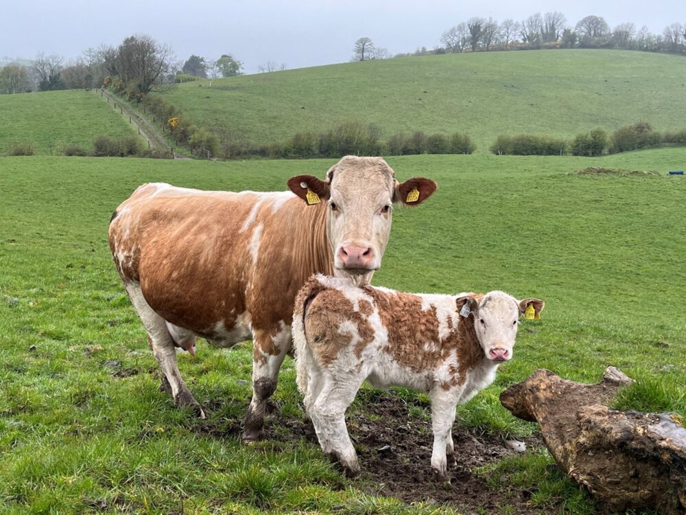 SimmentalX cow with her Simmental heifer calf in a grass field