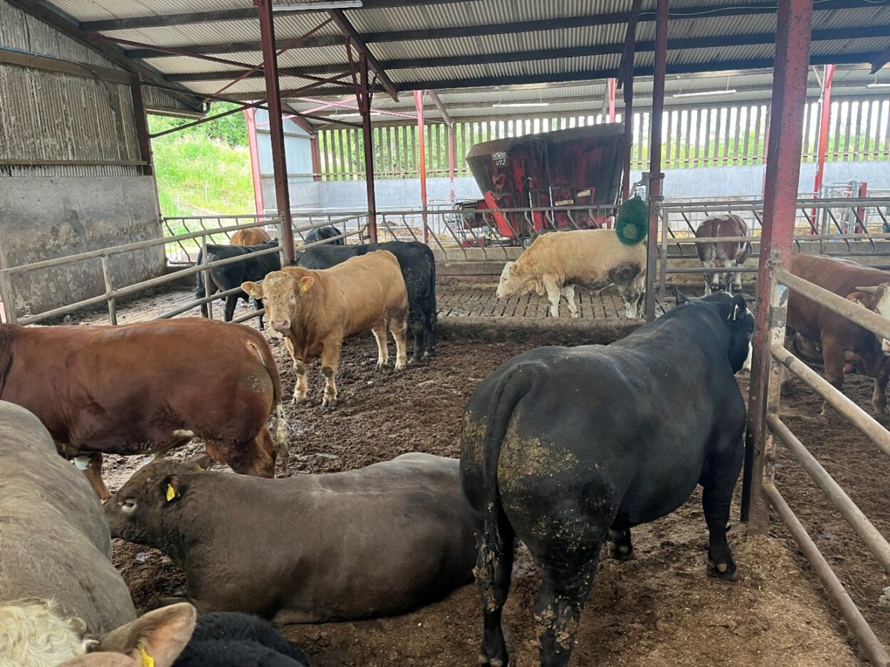Finishing bulls in slatted shed with lieback
