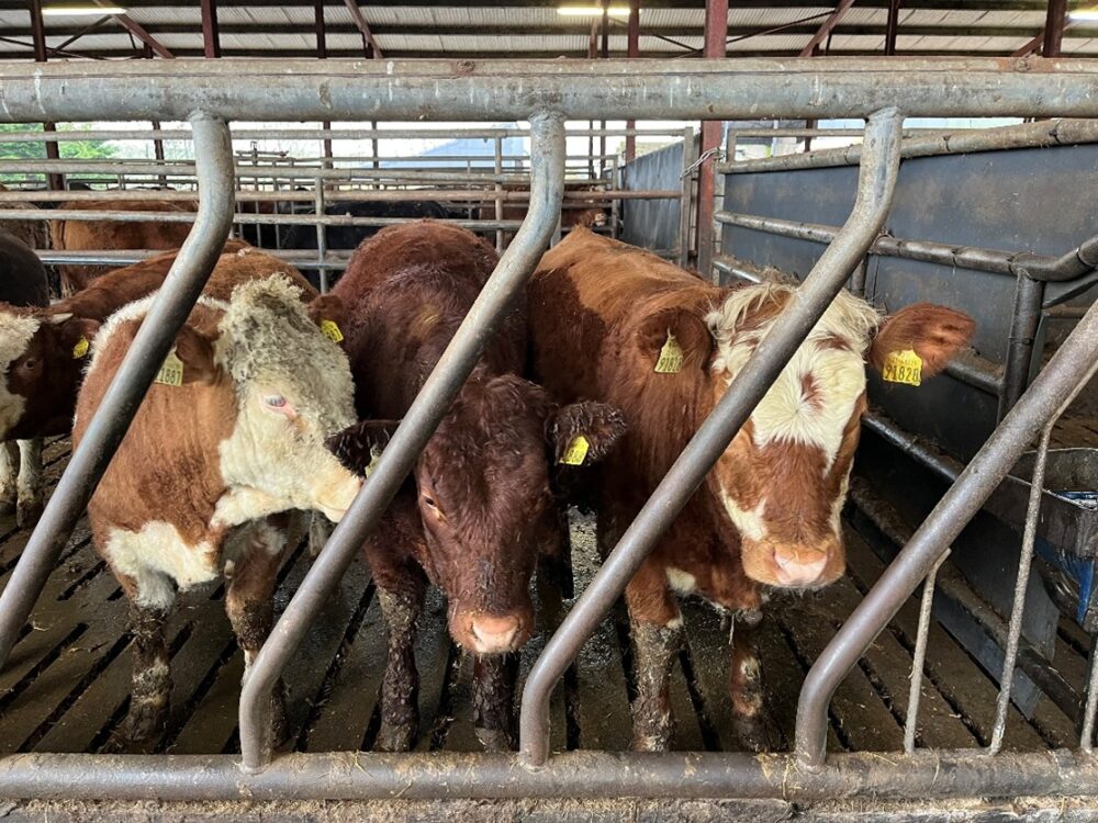 Weanling heifers in slatted shed