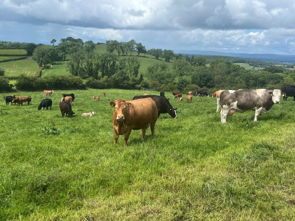 Herd of suckler cows in field of grass