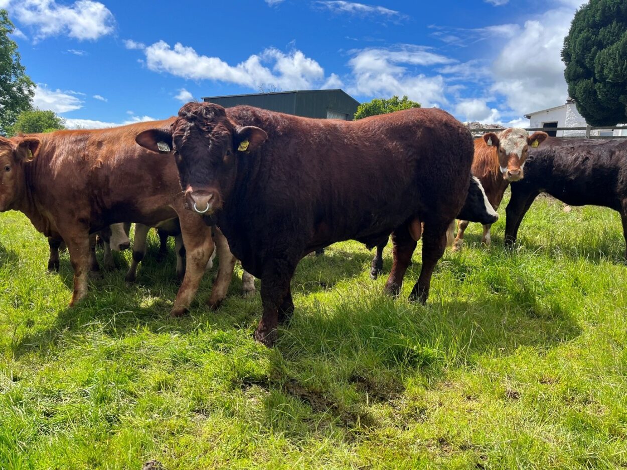 Saler stock bull in field with cows during breeding season
