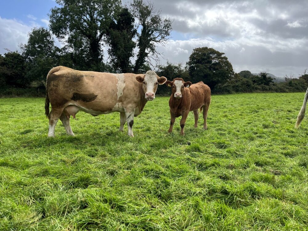 Limousin heifer with her Simmental cross cow

