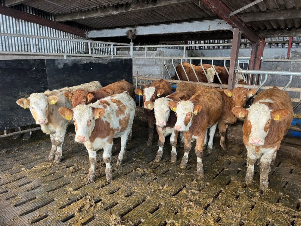 Simmental cross weanling heifers in slatted shed