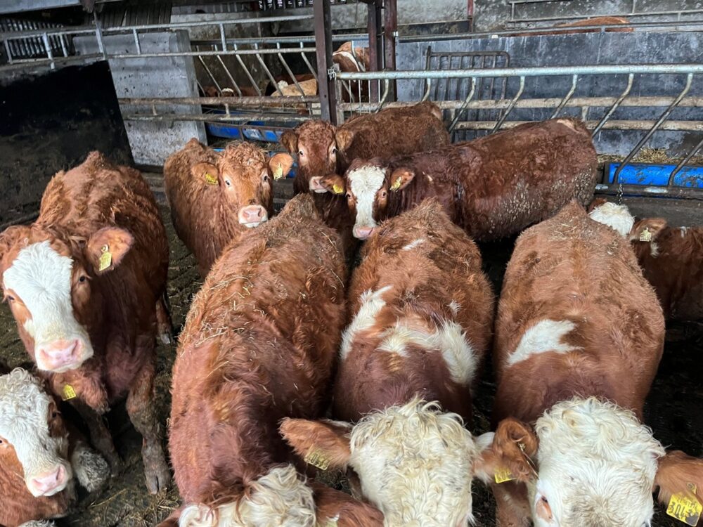 Weanling heifers in slatted shed