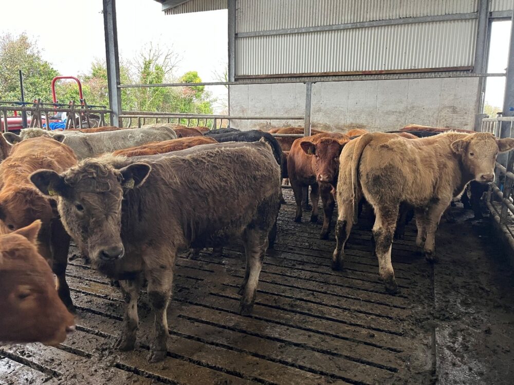 Charolais weanlings in slatted shed