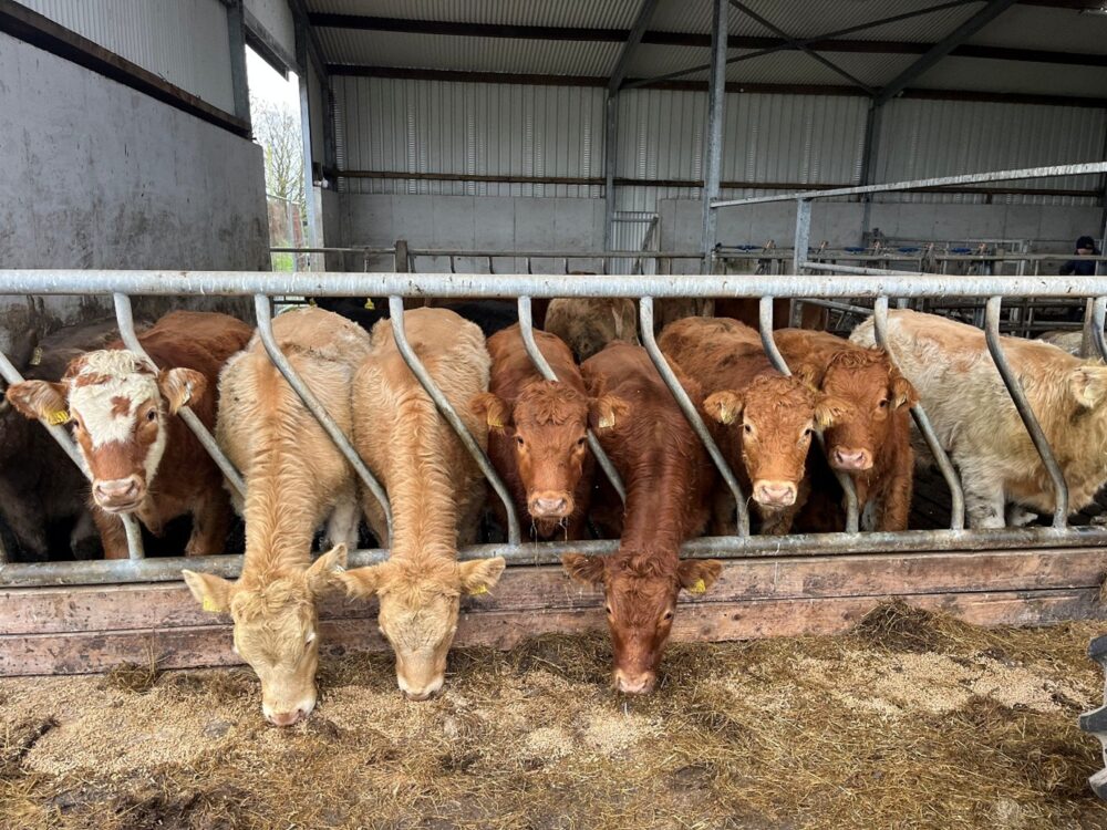 Weanlings eating ration through a feed barrier