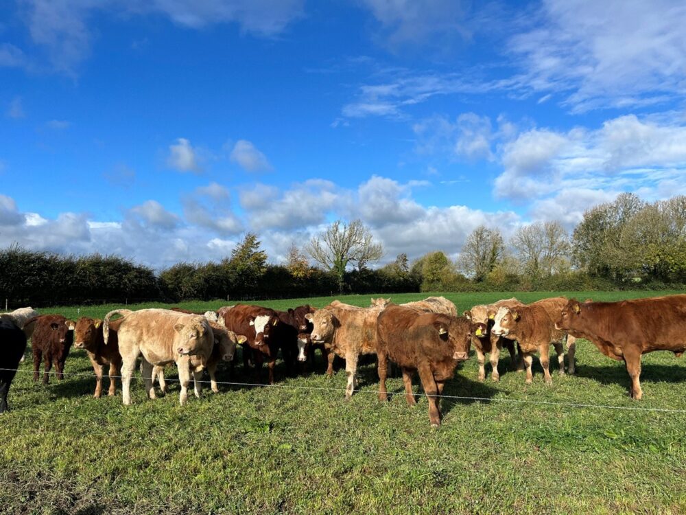 Weanlings grazing a red clover field