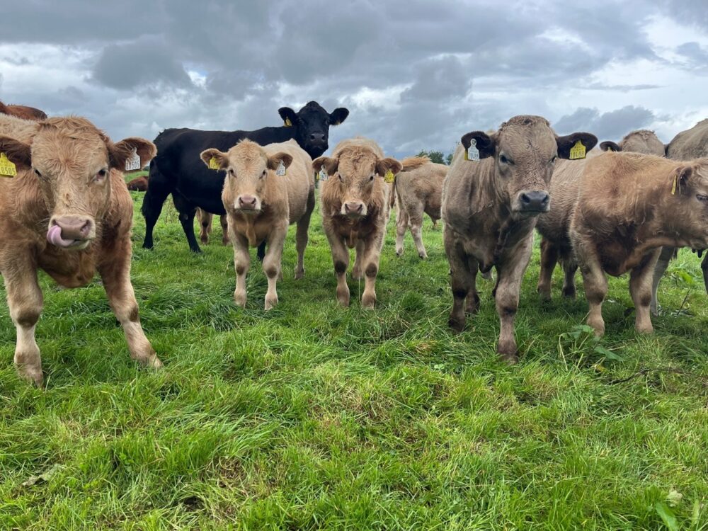 Charolais weanling bulls