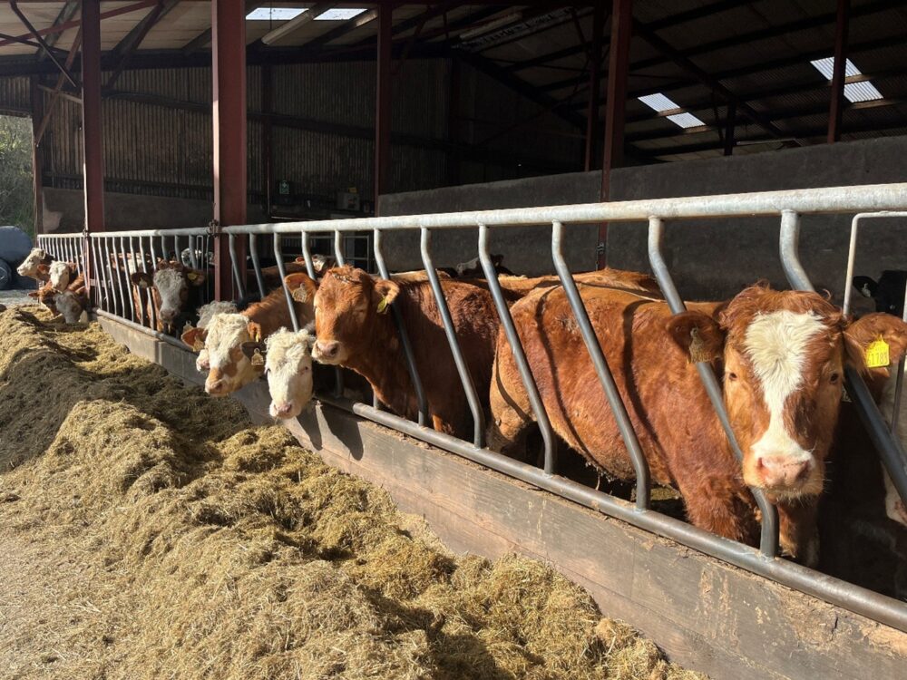Weanling heifers at feed barrier in shed