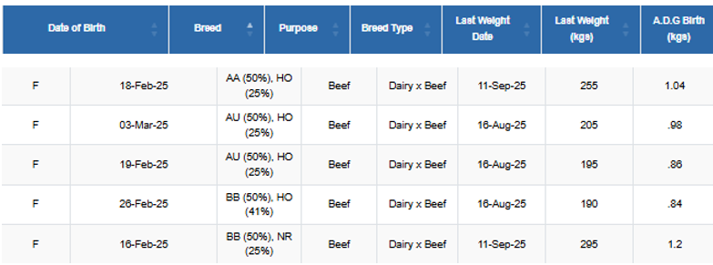 Recent weights of heifers as described in text