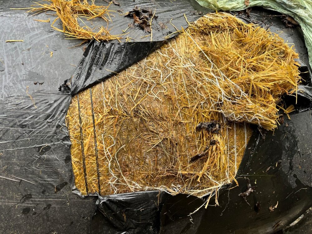 Wet silage in a bale