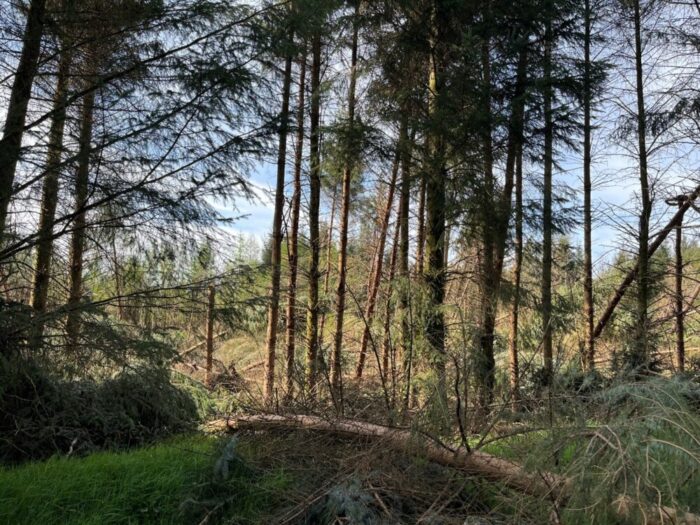 Building resilience in Irish forests: Learning from storms and adapting for the future