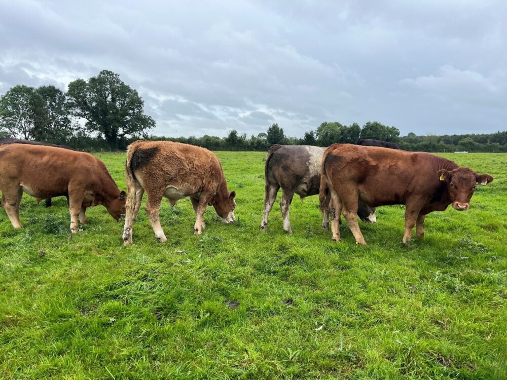 Yearling cattle grazing