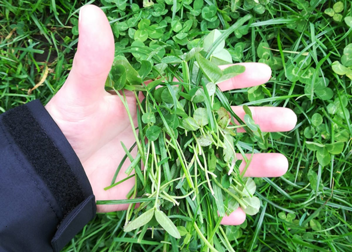Thinking of replacing chemical nitrogen fertiliser this year?