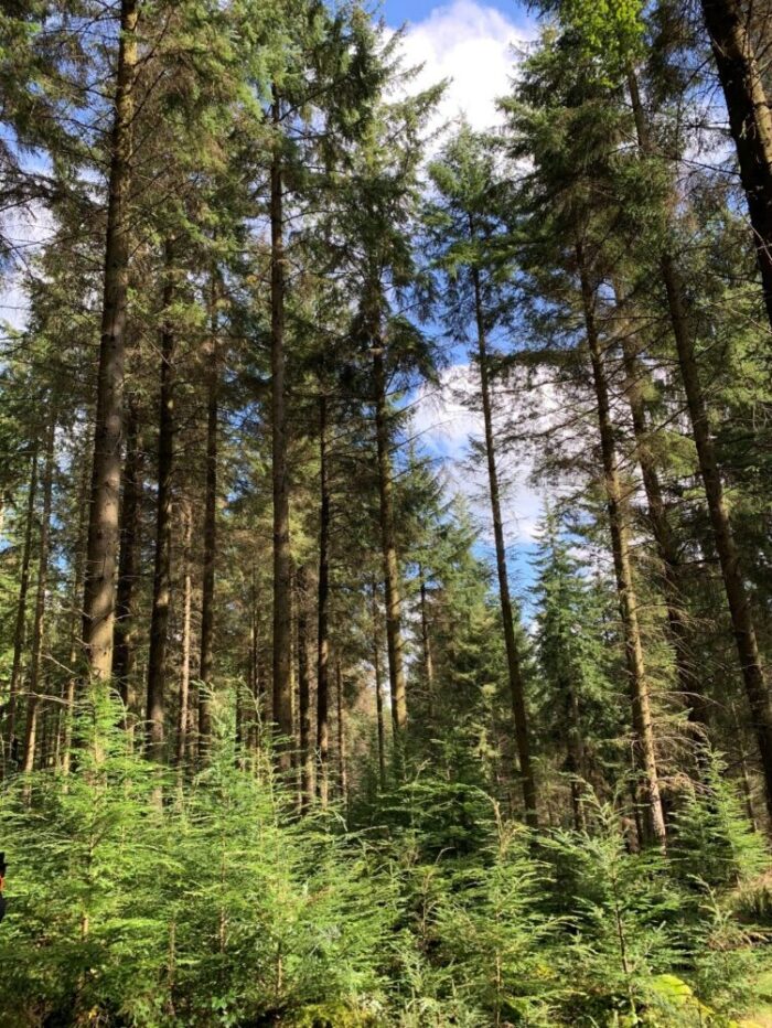a multi structured, multi species forest featuring trees from the existing strand (background) and younger trees (foreground)