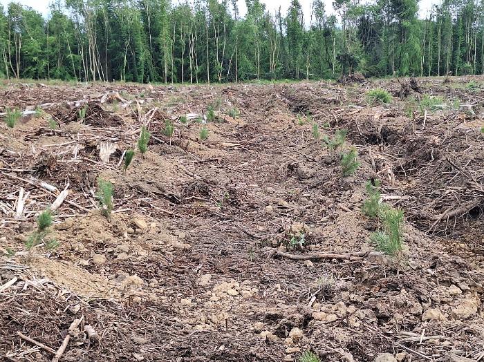 Reforestation – the things you need to know
