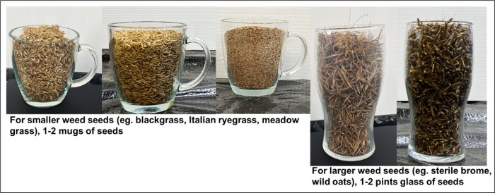 Collect 1 to 2 mugs of seeds for smaller weed seeds and 1 to 2 pints for larger weed seeds