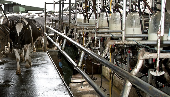 Evening milking: time for a change?