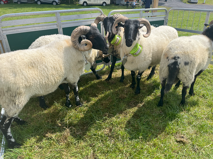 Sheep 2025: Deepening the understanding of hill sheep grazing patterns