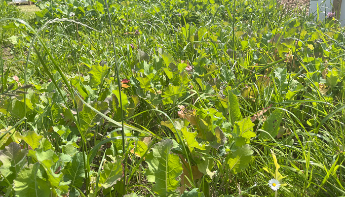 Forage crops: An option for finishing hill lambs?