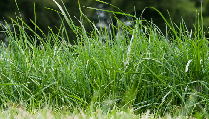 grazed grass and pre grazing cover