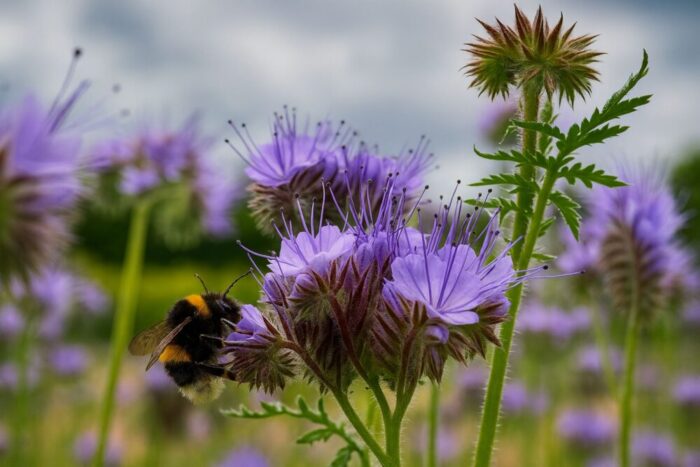 An image taken at the Crops Open Day 2025 featuring a bumble bee lighted on a flowering phacelia plant