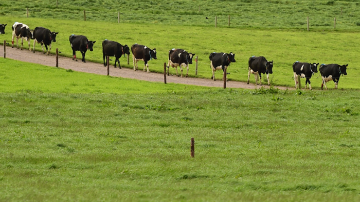 20% more grass growth achievable on dairy farms