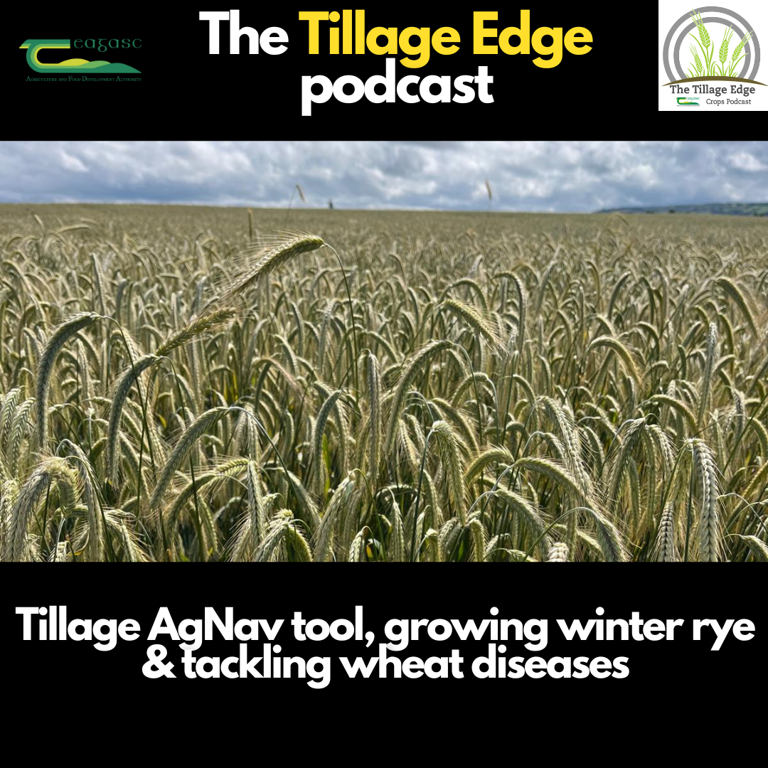 Tillage AgNav tool, growing winter rye and tackling wheat diseases – highlights from the Oak Park Open Day part 2