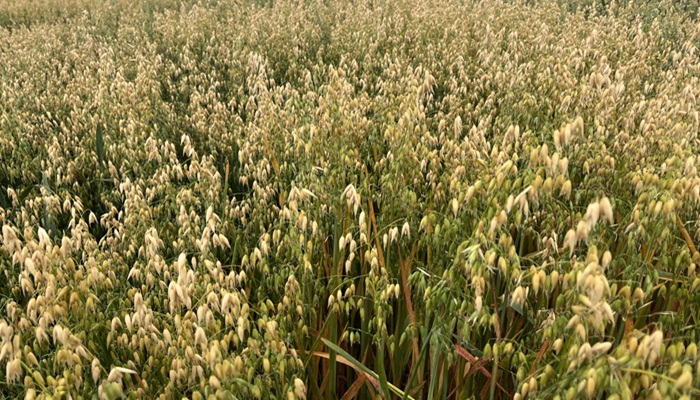 New thinking on winter oat nitrogen fertiliser strategies
