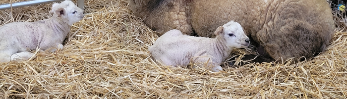 Lambs resting in straw beside a ewe.
