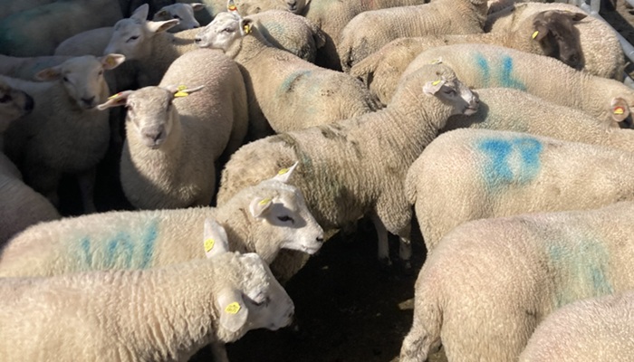 Lambs in handling unit at Ballyhaise