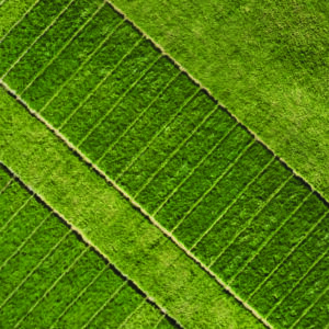 Arial view of strip grazing in action