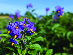 Potato fields in the summer.