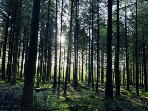 Tall trees in a forest with the sun shining through
