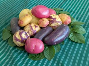 a display of potatoes rom deep purple and pink to creamy yellow