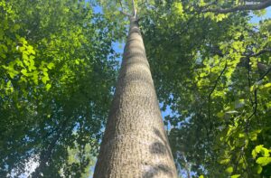 looking up an Ash tree trunk from the ground