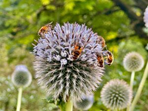5 bees gather on the globe of a thistle bloom,