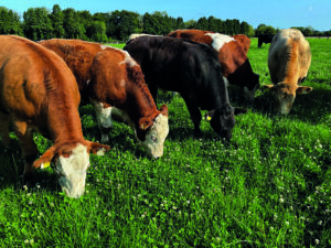 Cows grazing in a field