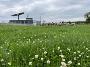Sheep graze on a clover-rich pasture beside a GreenFeed unit