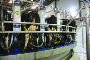 Cows getting milked.